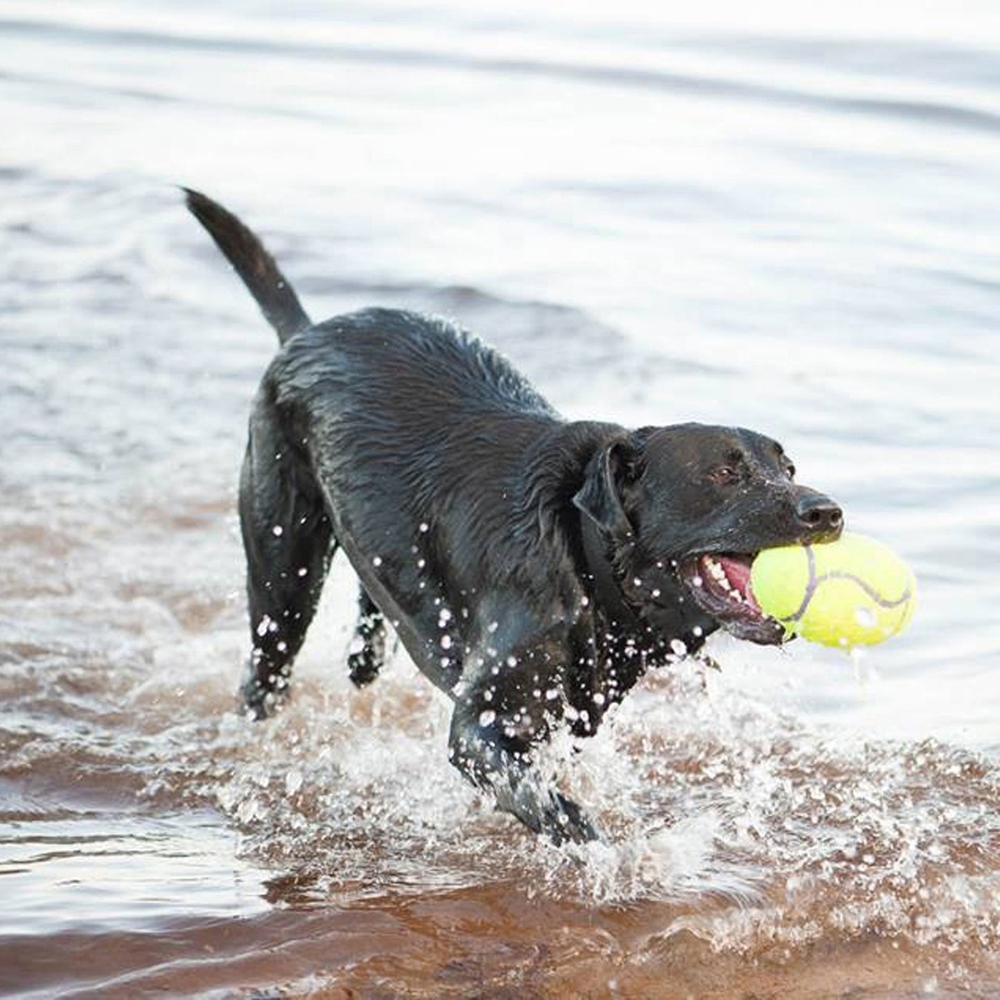 Kong Air Dog Squeaker Football