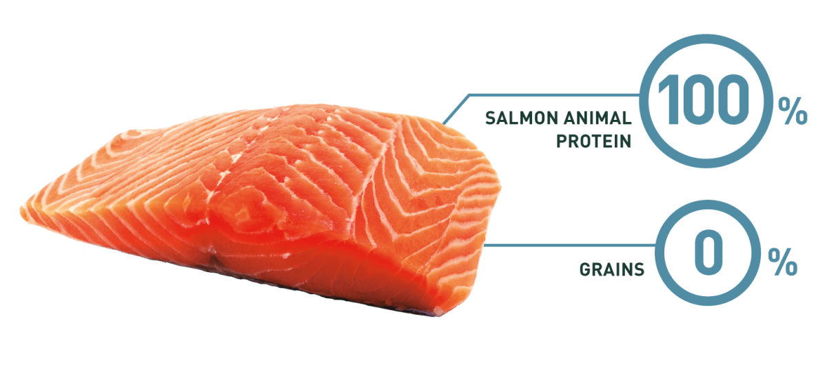 Bravery Salmon Adult Large / Medium Breeds