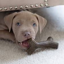 Benebone Maplestick Puppy Wood